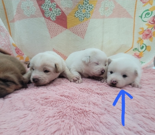유기동물보호센터_447507202500018